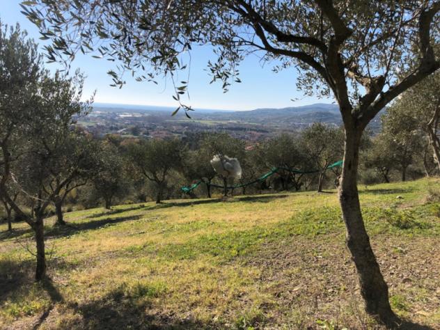 terreno agricolo in vendita a Castelnuovo Cilento in zona Velina