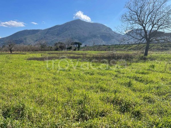 terreno agricolo in vendita a Castel San Giorgio