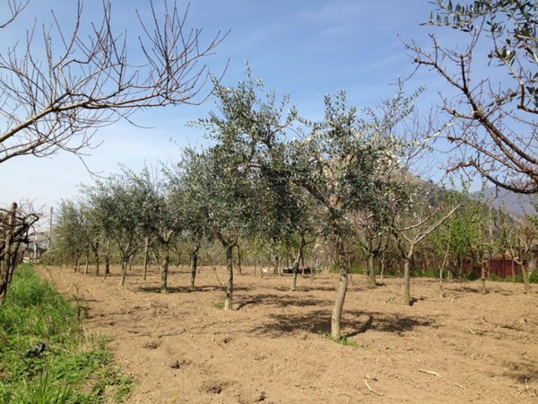 terreno agricolo in vendita a Castel San Giorgio