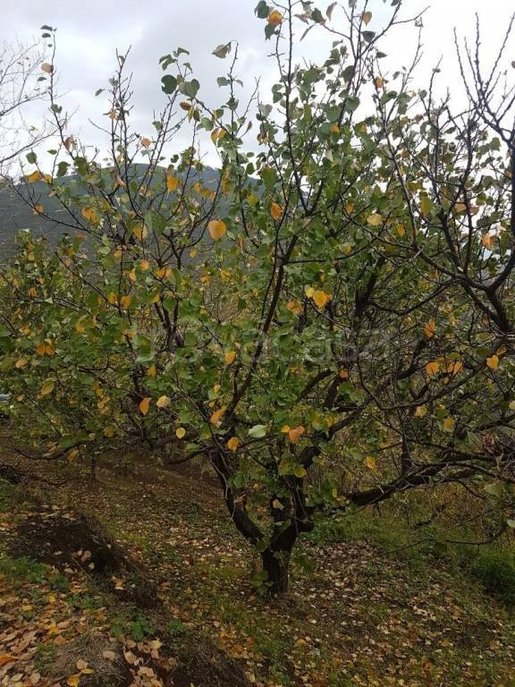 terreno agricolo in vendita a Castel San Giorgio in zona Lanzara