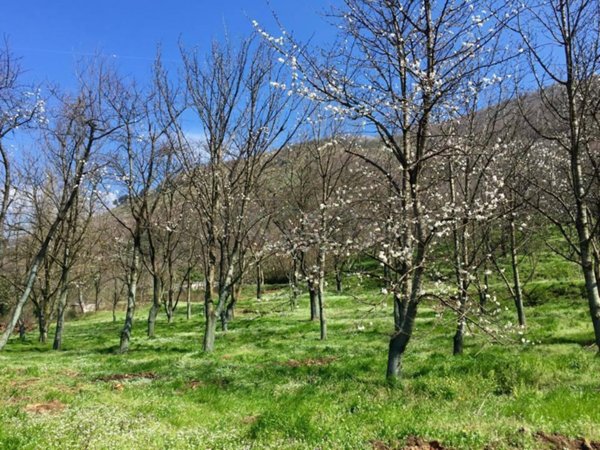 terreno agricolo in vendita a Castel San Giorgio