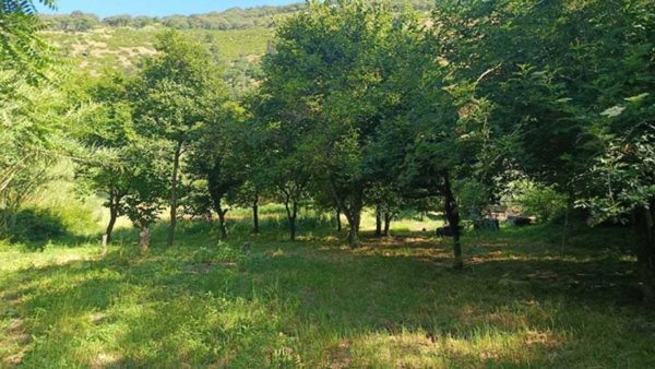 terreno agricolo in vendita a Castel San Giorgio