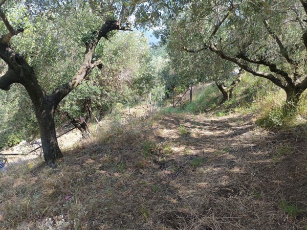 terreno agricolo in vendita a Castel San Giorgio