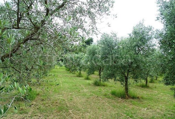 terreno agricolo in vendita a Castel San Lorenzo