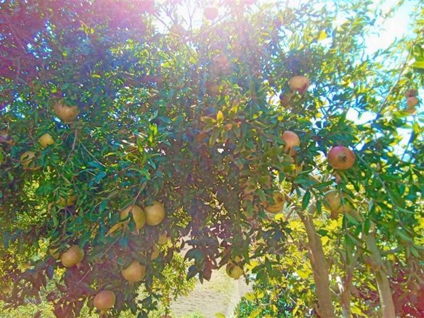quadrivano in vendita a Cava de' Tirreni