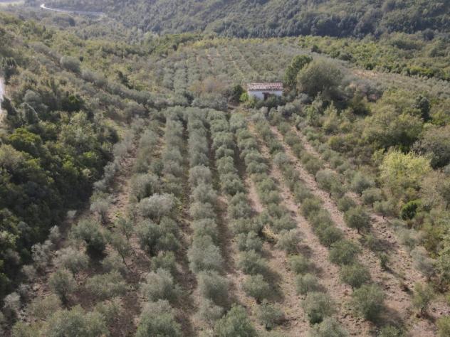 terreno agricolo in vendita a Cicerale