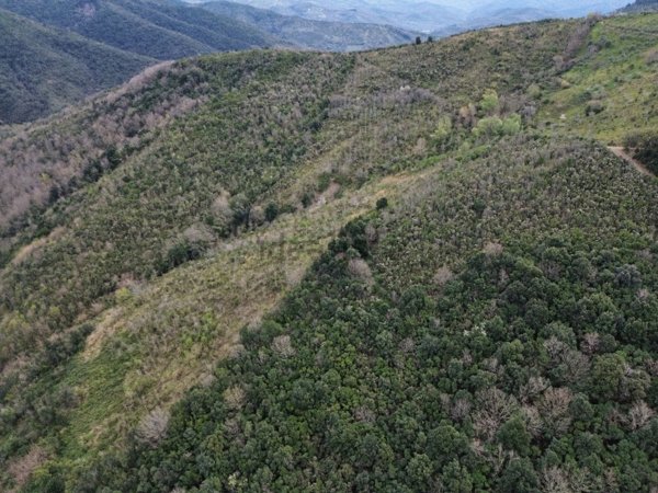 terreno agricolo in vendita a Cicerale
