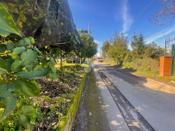 terreno agricolo in vendita a Corbara
