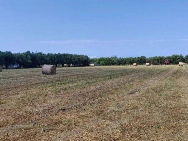 terreno agricolo in vendita ad Eboli