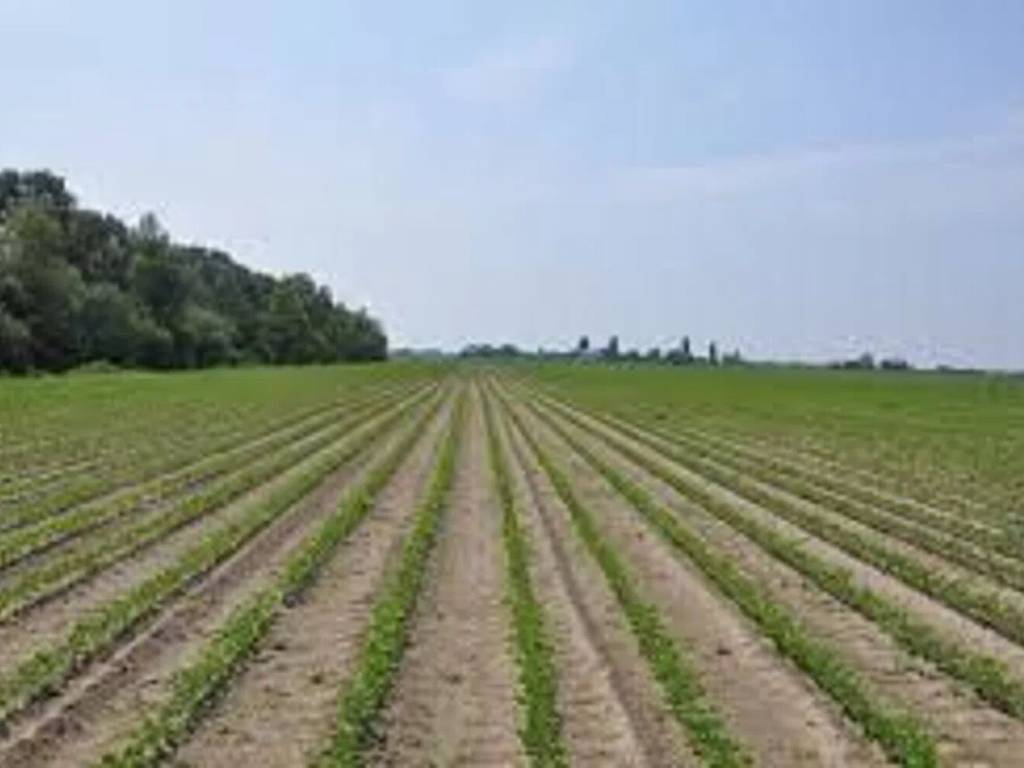 terreno agricolo in vendita ad Eboli
