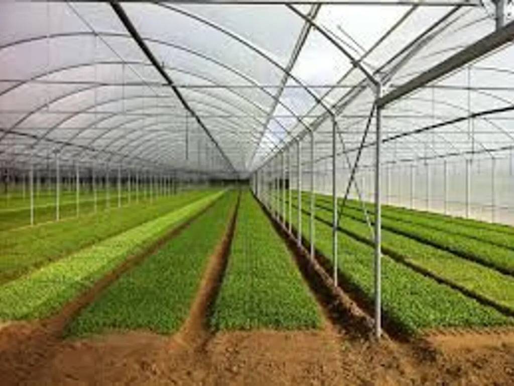 terreno agricolo in vendita ad Eboli in zona Santa Cecilia