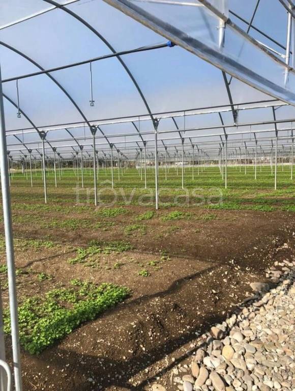 terreno agricolo in vendita ad Eboli