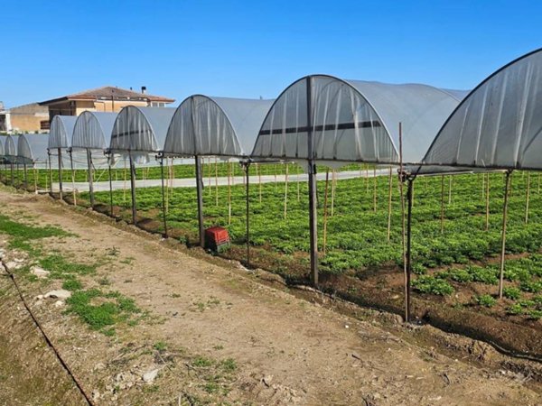 terreno agricolo in vendita ad Eboli in zona Campolongo