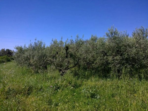 terreno agricolo in vendita ad Eboli