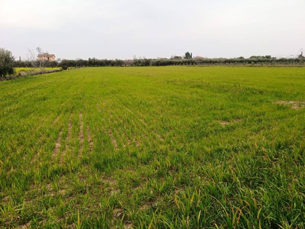 terreno agricolo in vendita ad Eboli