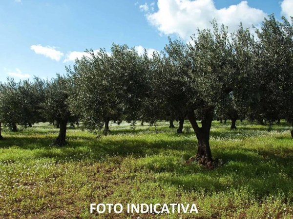 terreno agricolo in vendita ad Eboli