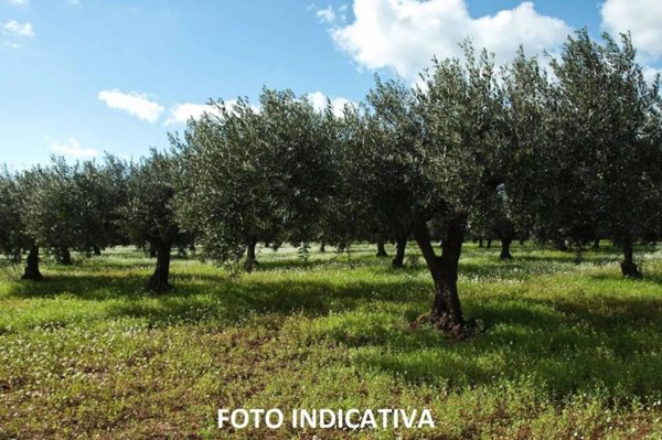 immagine annuncio 0 di 1