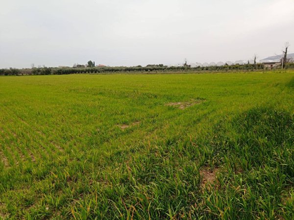 terreno agricolo in vendita ad Eboli