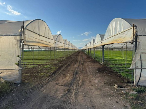 terreno agricolo in vendita ad Eboli in zona Campolongo