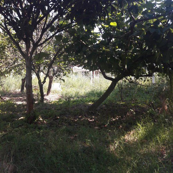 terreno agricolo in vendita ad Eboli