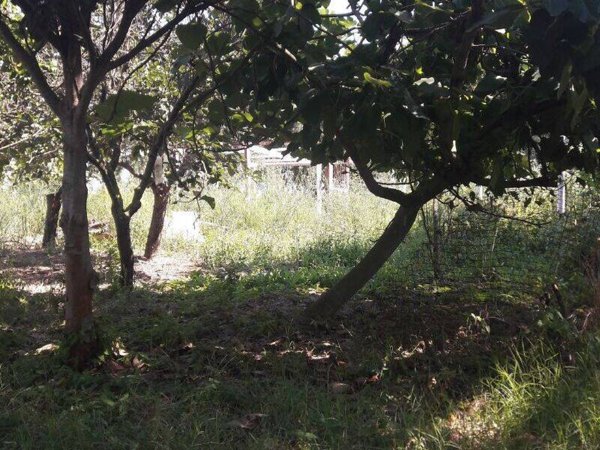 terreno agricolo in vendita ad Eboli in zona Campolongo