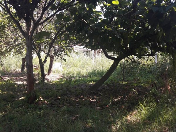 terreno agricolo in vendita ad Eboli in zona Campolongo