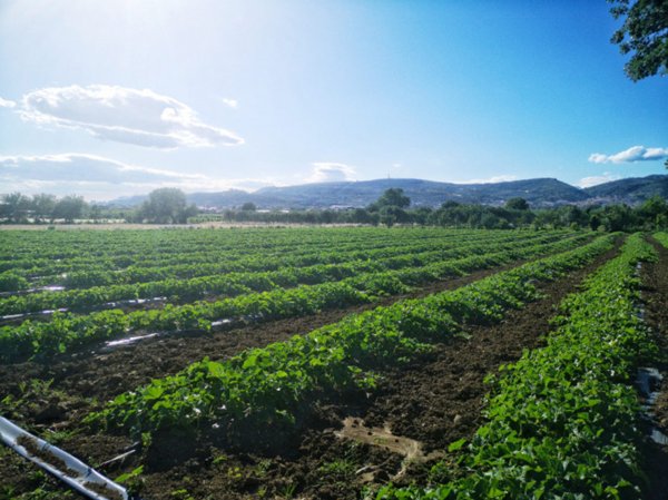 terreno agricolo in vendita ad Eboli