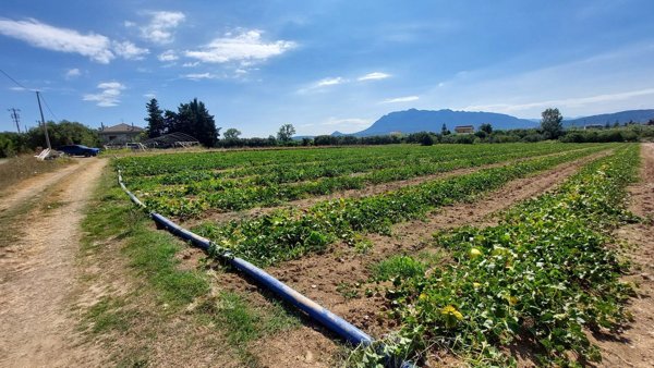 terreno agricolo in vendita ad Eboli in zona Corno d'Oro