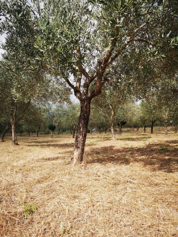 terreno in vendita ad Eboli
