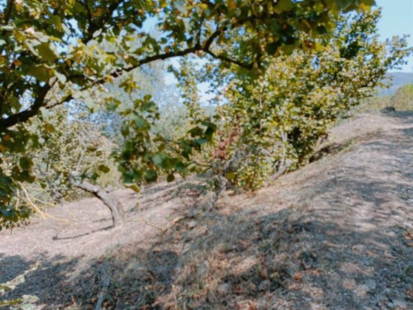 terreno agricolo in vendita a Fisciano