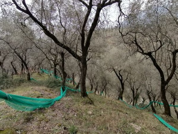 terreno agricolo in vendita a Giffoni Sei Casali in zona Sieti