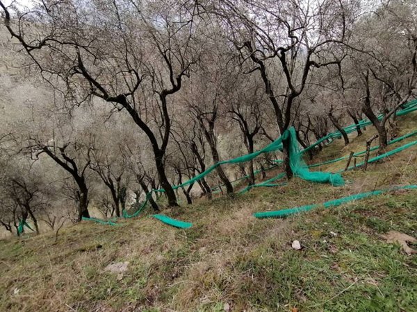 terreno agricolo in vendita a Giffoni Sei Casali in zona Sieti