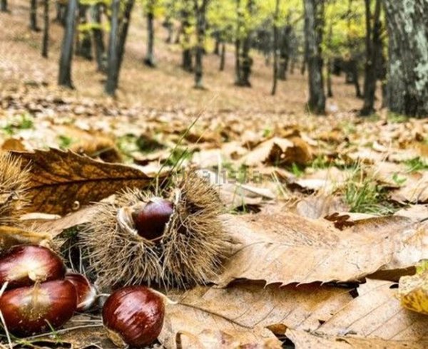 casa indipendente in vendita a Giffoni Sei Casali