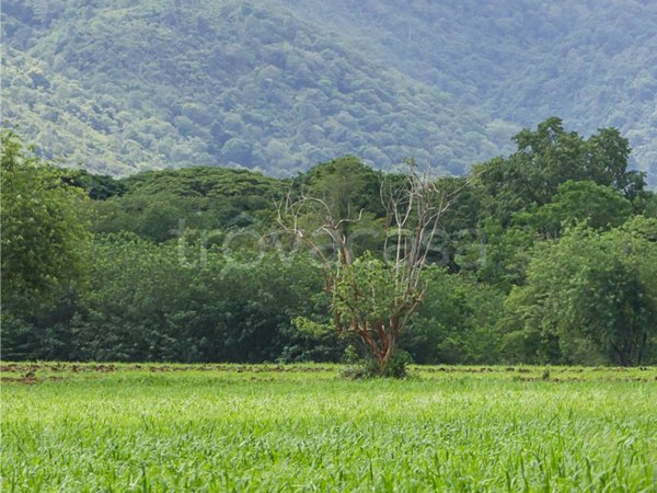 terreno agricolo in vendita a Giffoni Sei Casali