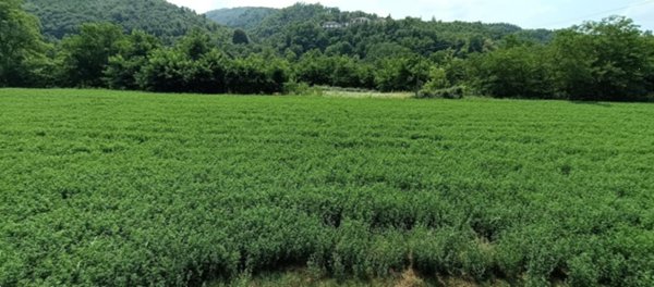 terreno agricolo in vendita a Ceva