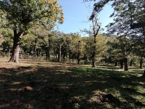 terreno agricolo in vendita a Giffoni Valle Piana