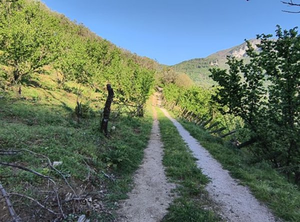 terreno agricolo in vendita a Giffoni Valle Piana in zona Vassi