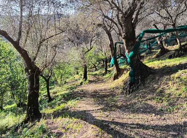 terreno agricolo in vendita a Giffoni Valle Piana in zona Vassi