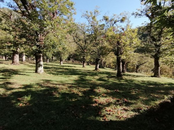 terreno agricolo in vendita a Giffoni Valle Piana