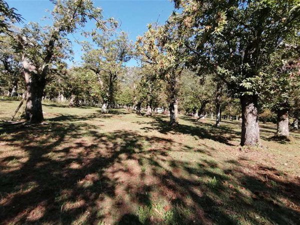 terreno agricolo in vendita a Giffoni Valle Piana in zona Curti