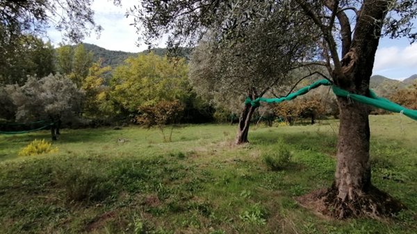 terreno agricolo in vendita a Giffoni Valle Piana in zona Curticelle