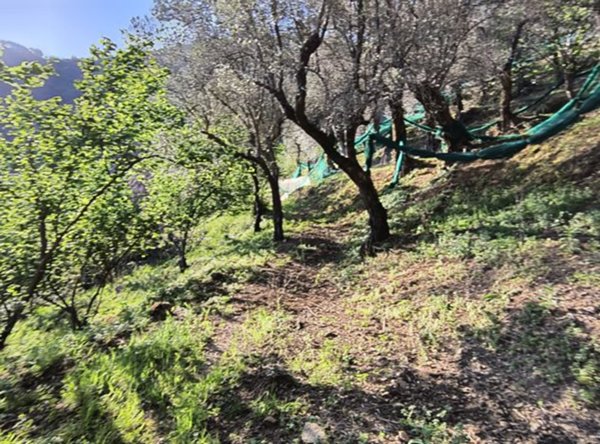 terreno agricolo in vendita a Giffoni Valle Piana in zona Vassi