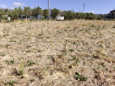terreno agricolo in vendita a Giffoni Valle Piana