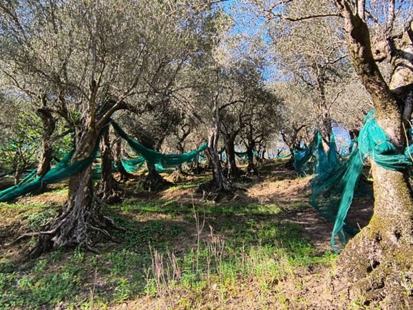 terreno agricolo in vendita a Giffoni Valle Piana in zona Vassi
