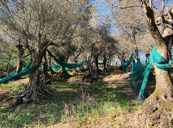 terreno agricolo in vendita a Giffoni Valle Piana in zona Vassi