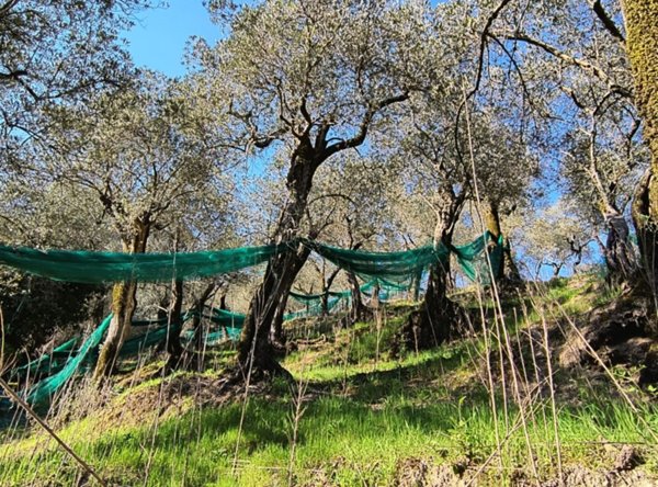 terreno agricolo in vendita a Giffoni Valle Piana in zona Vassi