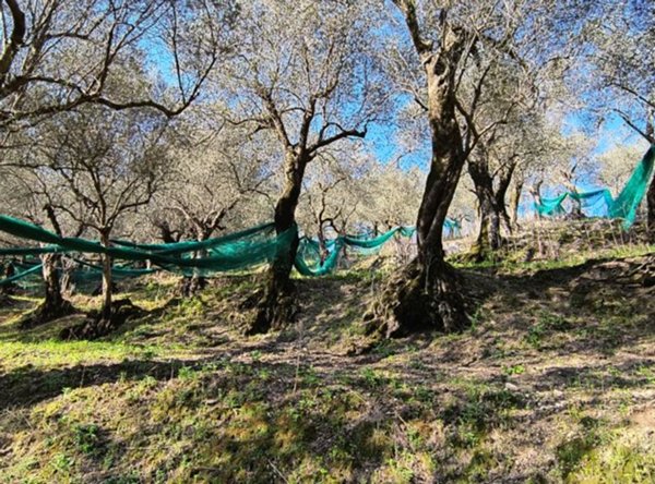 terreno agricolo in vendita a Giffoni Valle Piana in zona Vassi