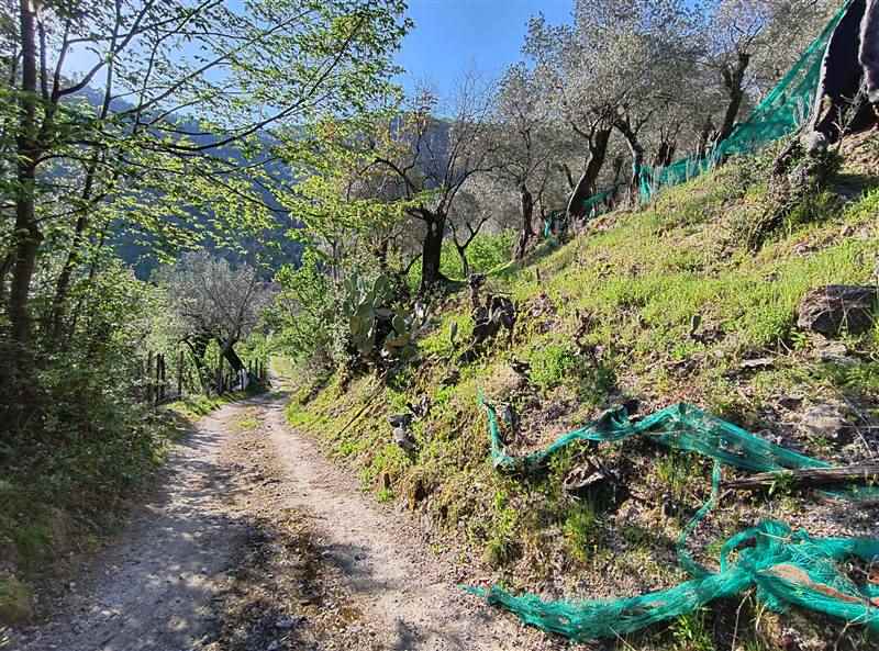 terreno agricolo in vendita a Giffoni Valle Piana in zona Vassi