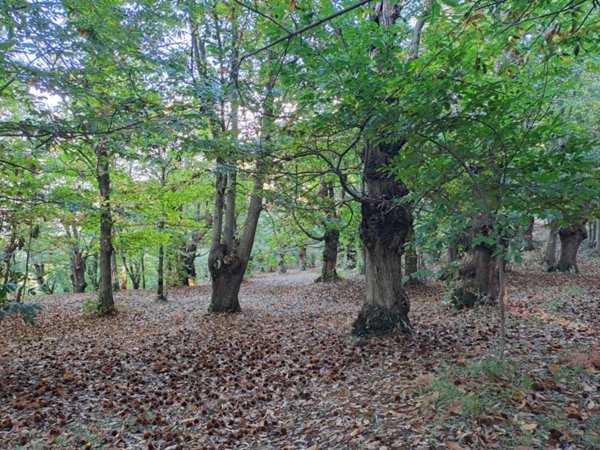 terreno agricolo in vendita a Giffoni Valle Piana