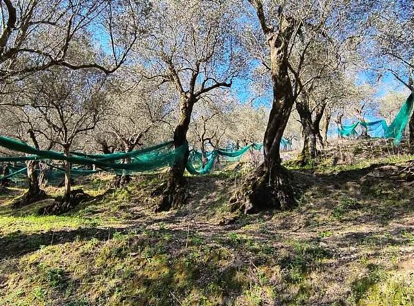 terreno agricolo in vendita a Giffoni Valle Piana in zona Vassi